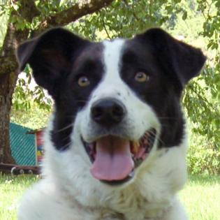 BADOU - Mix - 6 Jahre - Tierhilfe-Franken e.V.