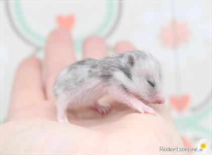 Zauberhafte Goldhamsterkinder