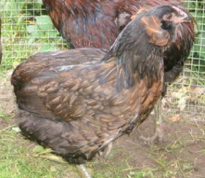 Araucana Hühner Aus Naturbrut Nachzucht von Privat