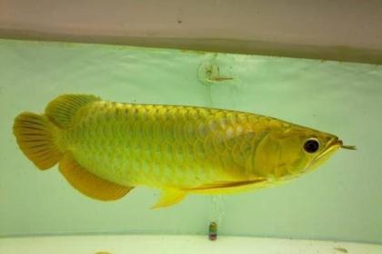 Super Red Arowana