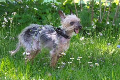 YORKI GIZMO - Mini Yorkshire Terrier - 15 Jahre - Tierhilfe-Franken e.V.