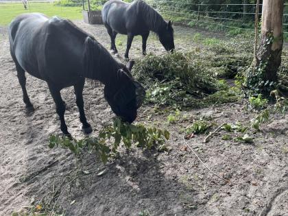 Offenstall mit Trail in Verl/ Sende hat Platz für 1-2 Pferde/ Ponys