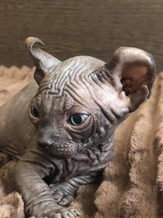 Elf Sphynx Kätzchen