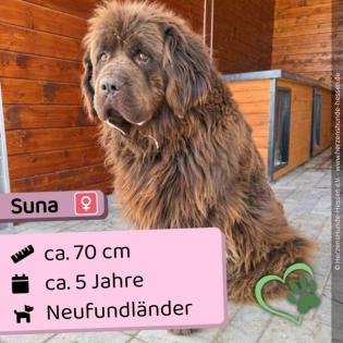 Suna (w), Neufundländer, 5 Jahre, 70 cm, Slowakei