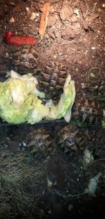 Griechische Landschildkröten NZ 2024
