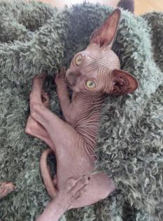 Sphynx Jungkatzen suchen ein liebevolles Zuhause