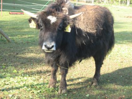 Hübsche Zahme Yak Kuh zu verkaufen