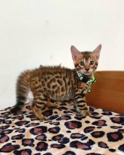 Bengal katze , Baby Katzen