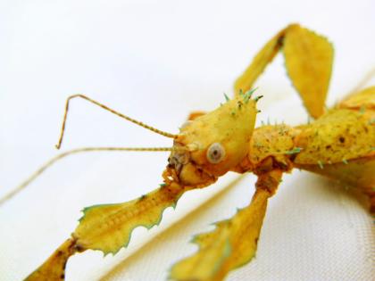 Biete Eier diverser Phasmiden (Neohirasea maerens, Achrioptera fallax, Exatosoma