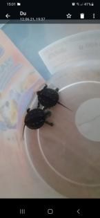 2 chinesische Streifenschildkröte