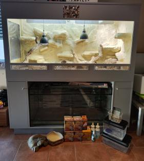 Bartagame (m) mit großem Terrarium, Quarantäneterrarium inkl. Beleuchtung und vi