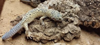 Leopardgeckos abzugeben