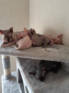 Sphynx babykatzen 