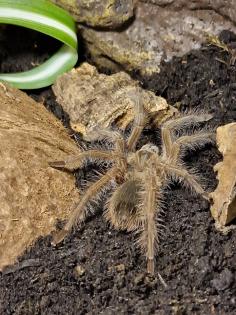 Vogelspinnen abzugeben