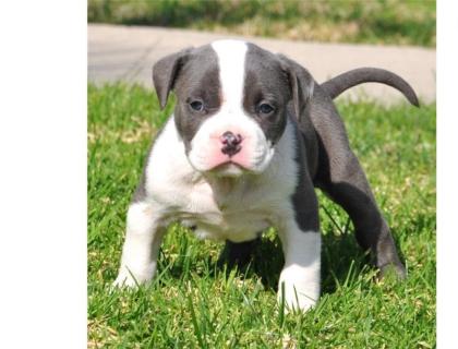 American Pitbull Terrier Welpen