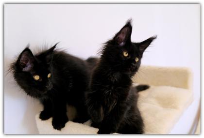 Mystisch und magisch - 2 Maine Coon Kitten black solid.