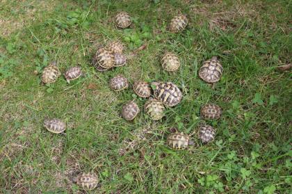 Junge Griechische Landschildkröten THB NZ2021