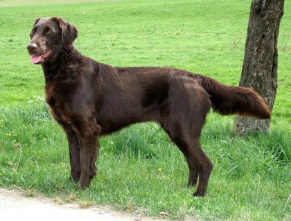 Flatcoated Retriever- Welpen, schwarz und braun, mit Papieren