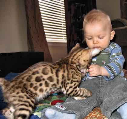 Bengalkatzenbabys