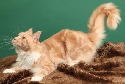 Maine Coon suchen ein liebevolles Zuhause