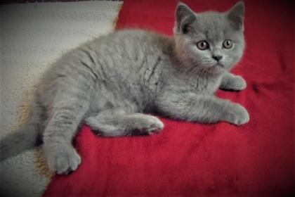 BKH Kitten Blau