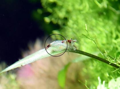 Red Rili Garnele, Zwerggarnele (Versand/ Abholung)