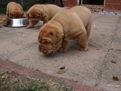 ```SuperSüsse Reinrassige Bordeaux Doggen Welpen mit Papieren```