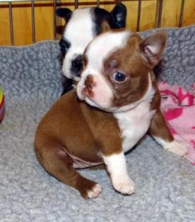 Boston-Terrier- Welpen