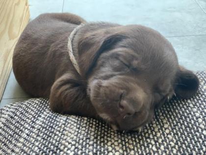 Labrador Welpe schokobraun