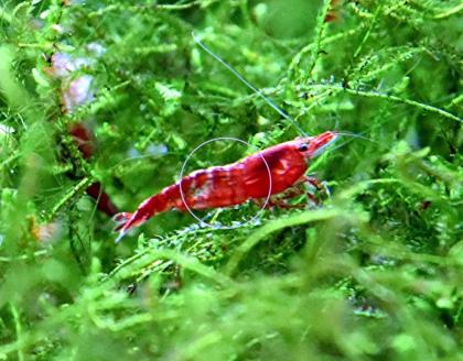 Red Fire Garnele, Zwerggarnele, reinerbig (Versand, Abholung)