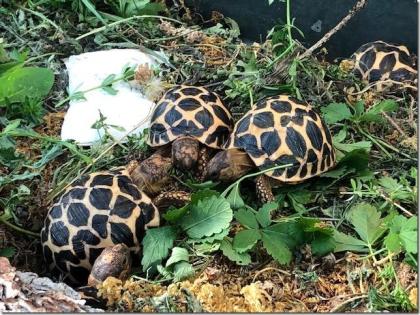 Sternschildkröten NZ2021 ( Geochelone elegans )