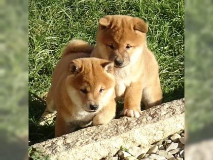 Shiba Inu Welpen