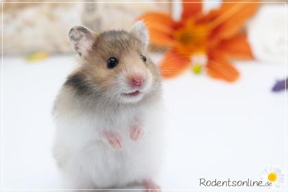 Zauberhafte, zahme Goldhamster und Teddyhamster