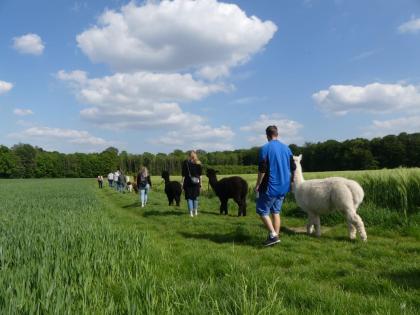 Alpaka-Sinnes-Tour Telgte im Münsterland