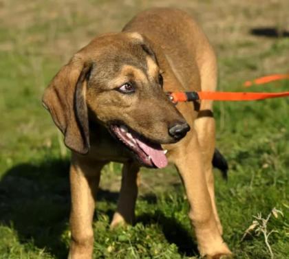 Rudi sucht ein passendes Zuhause