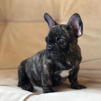 Französische Bulldog Welpen mit Papieren black and tan