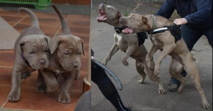 American Bandogge Mastiff