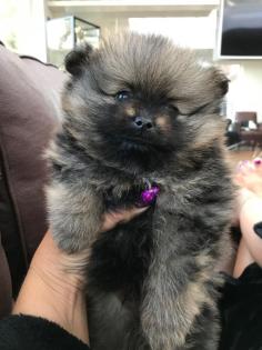 Männlicher Pomeranian Welpe zum Verkauf