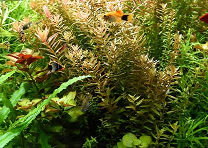 Indische Rotala, Bündel, Aquariumpflanzen (Versand/ Abholung)