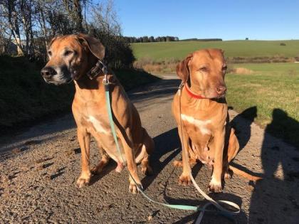 Reinrassige Rhodesian Ridgeback Welpen