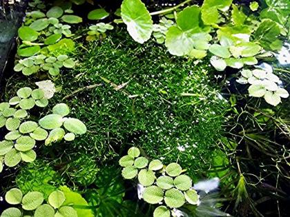 Kleinohriger Schwimmfarn, Wasserpflanzen (Versand/ Abholung)