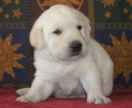 Unsere reinrassigen labrador welpen sind Anfang