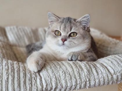 Bkh britisch kurzhaar kitten