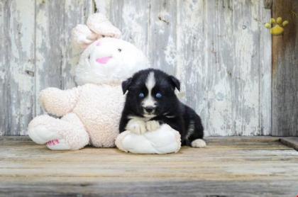 Schwarz pomsky Welpen