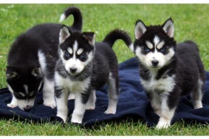 Siberian Husky Welpen mit blauen augen suchen ihre neue Familie