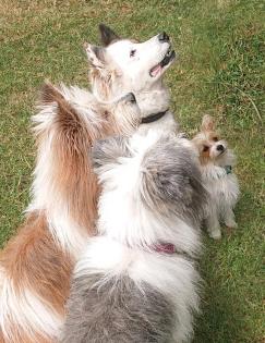 Welpe Kleinhund Biewer Yorkshire, Malteser, Chihuahua, Shihtzu