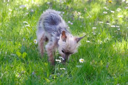 YORKI GIZMO - Mini Yorkshire Terrier - 15 Jahre - Tierhilfe-Franken e.V.