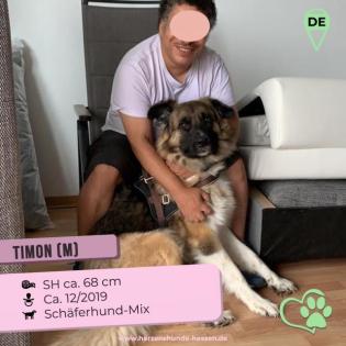 Timon... ist ein toller Hund