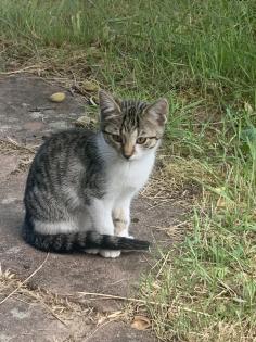 Kitten sofort auszugsbereit