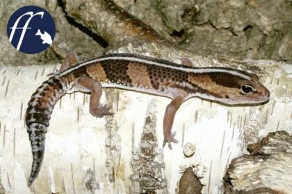 Afrikanischer Fettschwanz Gecko Hemitheconyx caudicinctus